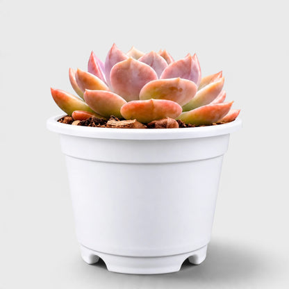 Echeveria Eclipse Glow – Rare Hybrid Rosette Succulent