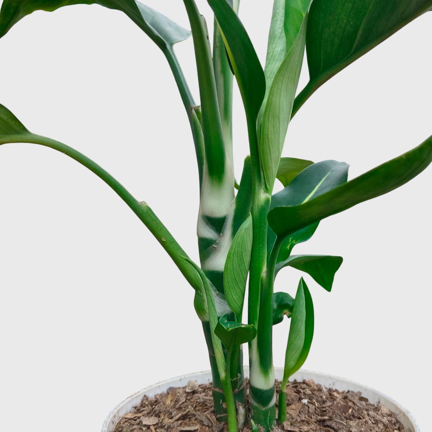 Dieffenbachia Oerstedii – Premium Modern Indoor Statement Plant | With Pot