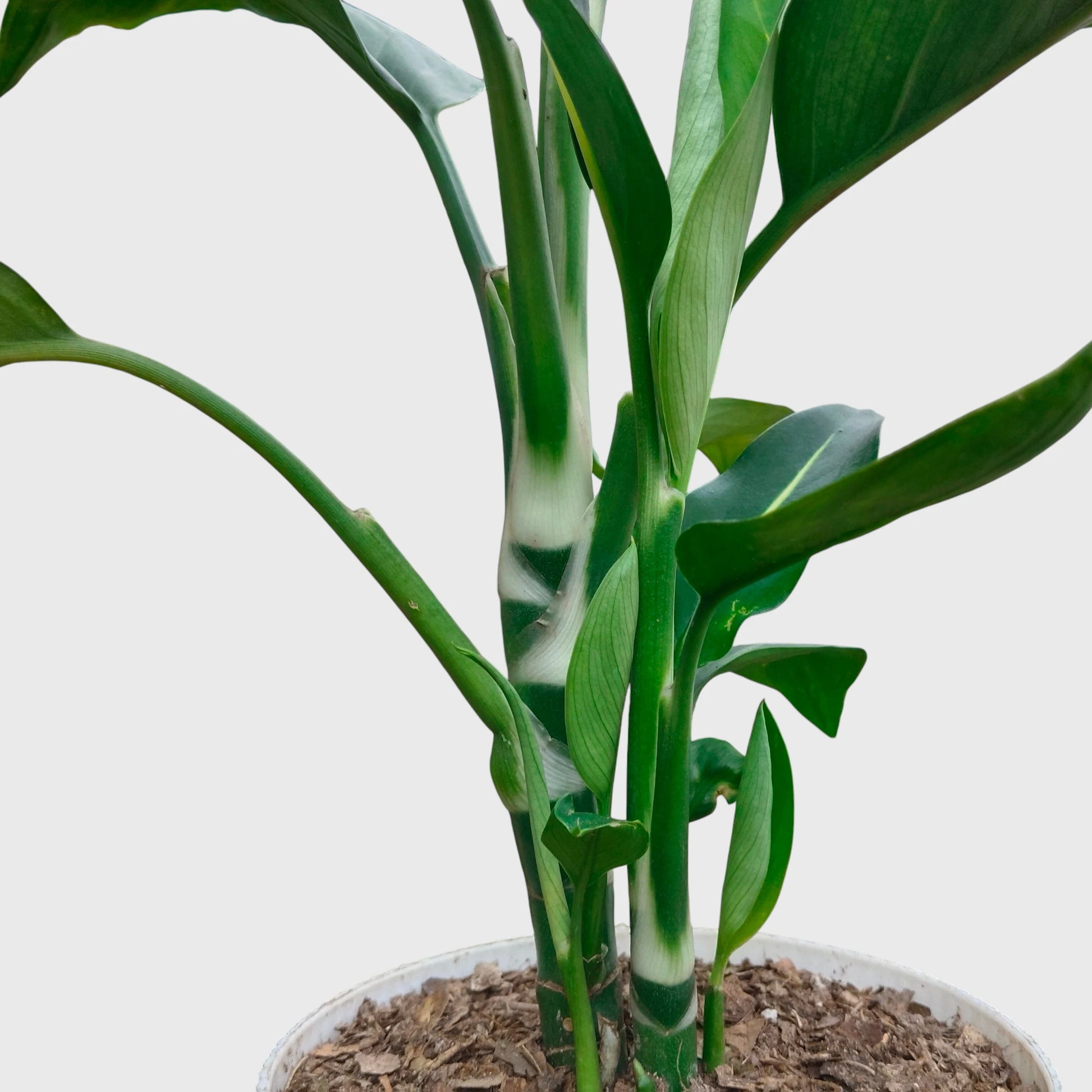 Dieffenbachia Oerstedii – Premium Modern Indoor Statement Plant | With Pot
