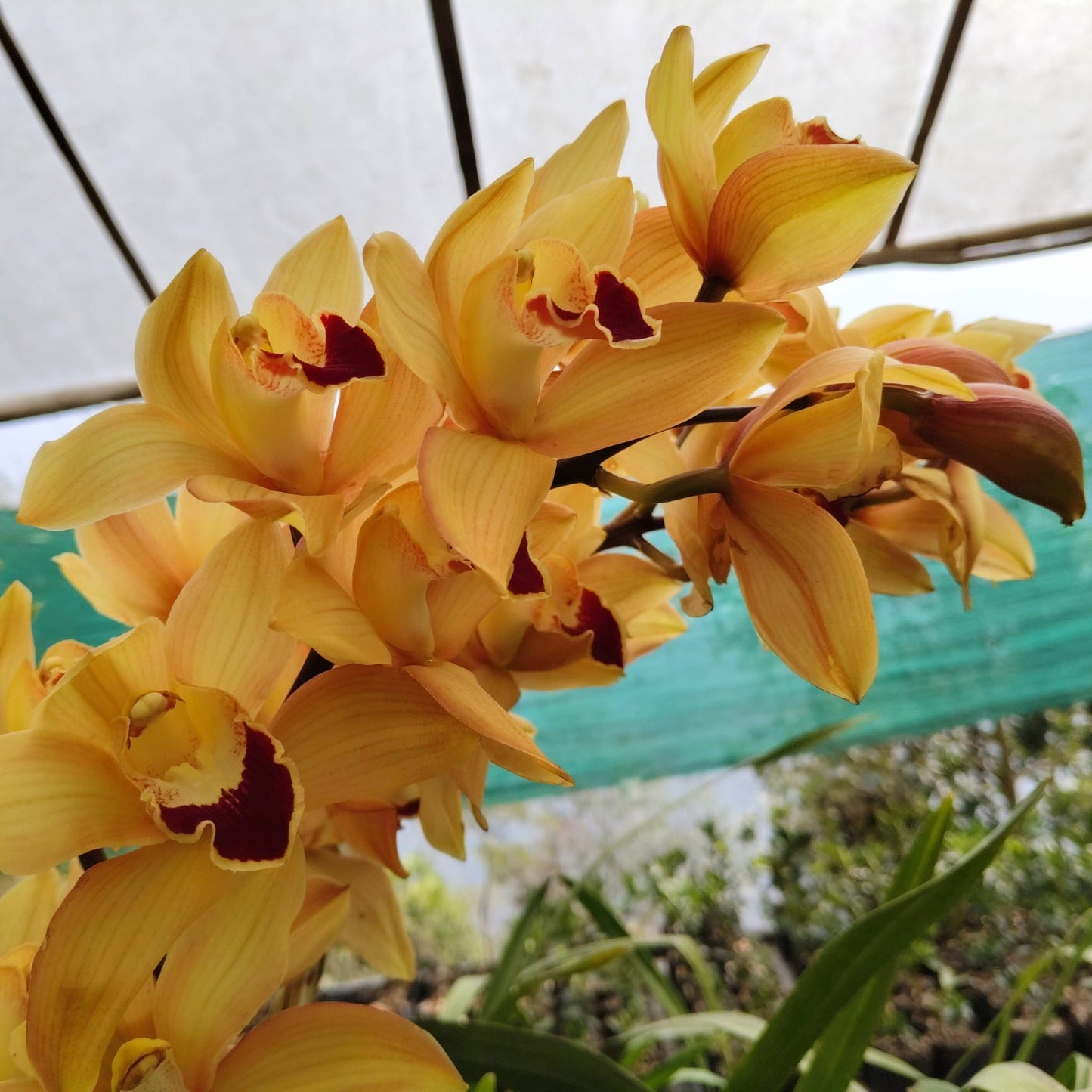 Yellow Cymbidium Orchid – Premium Blooming Orchid Plant | Symbol of Friendship & Prosperity | Rare Flowering Orchid Plant