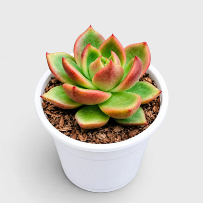 Echeveria Emerald Halo with a compact rosette shape