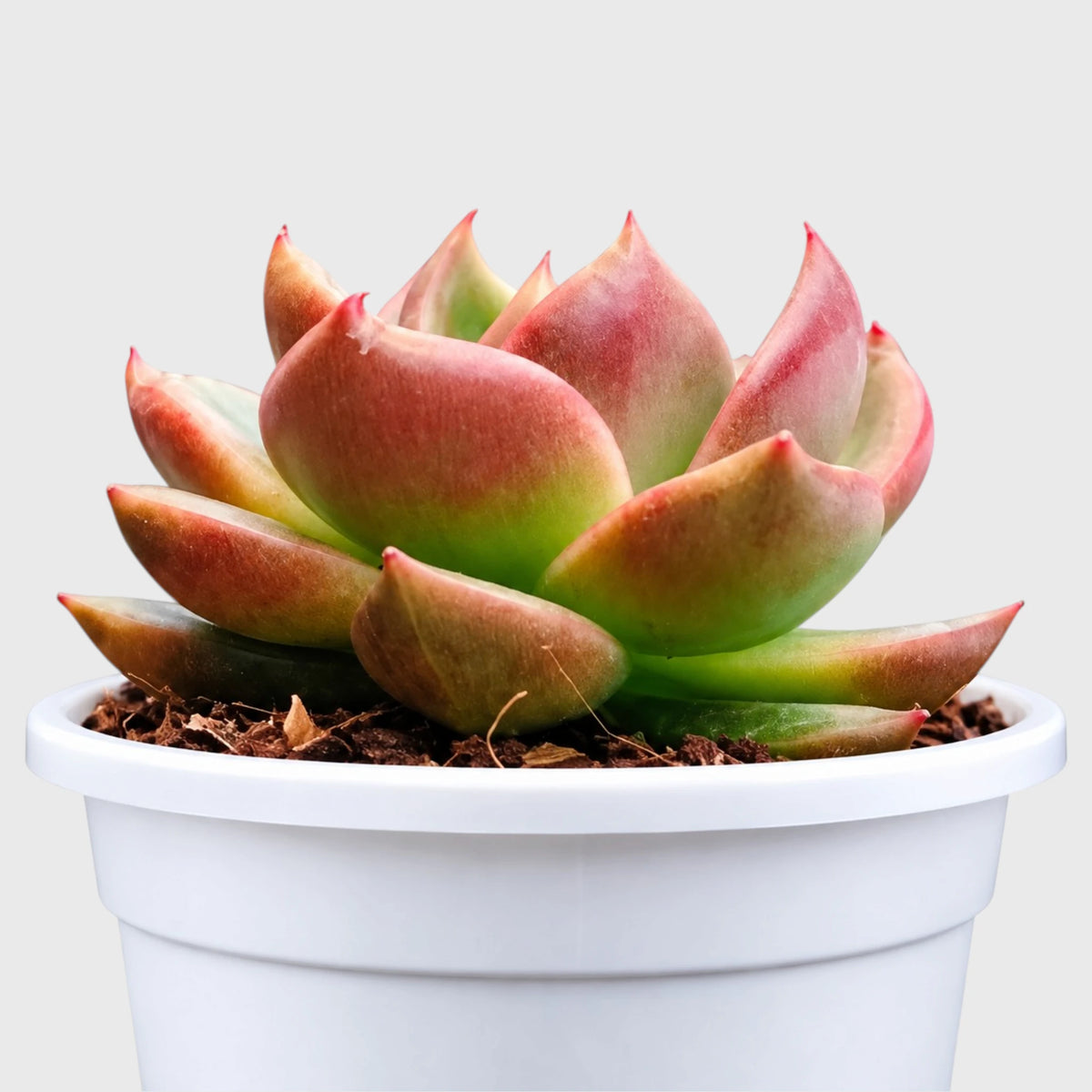 Emerald Halo hybrid Echeveria for succulent collections