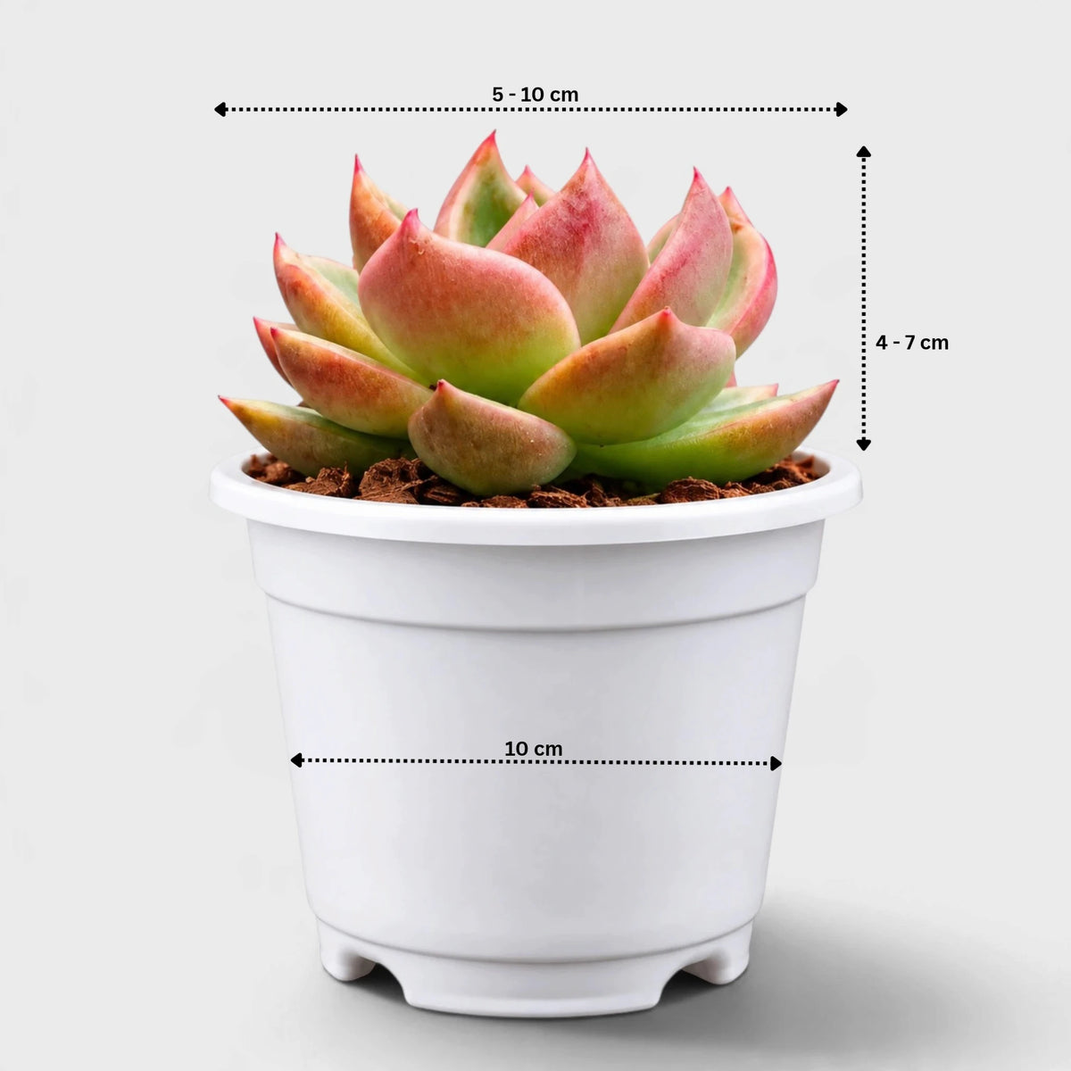 4 Colourful Echeveria Hybrid Succulent Collection – Set of 4