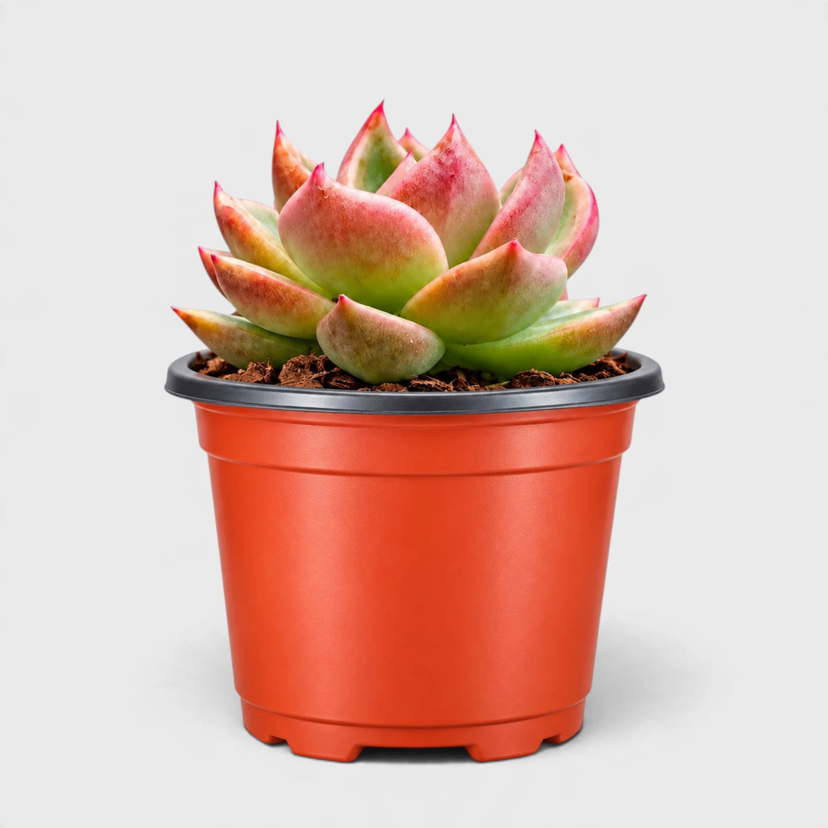 Echeveria Emerald Halo – Rare Nursery-Bred Hybrid Succulent