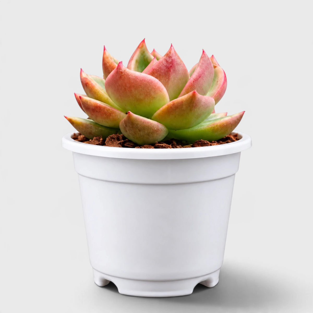 Echeveria Emerald Halo – Rare Nursery-Bred Hybrid Succulent