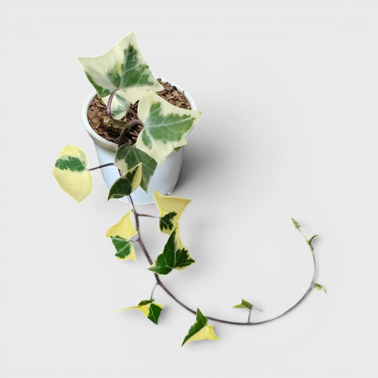 Wax Ivy (Senecio macroglossus) | Well Rooted Mature Variegated Hanging Plant