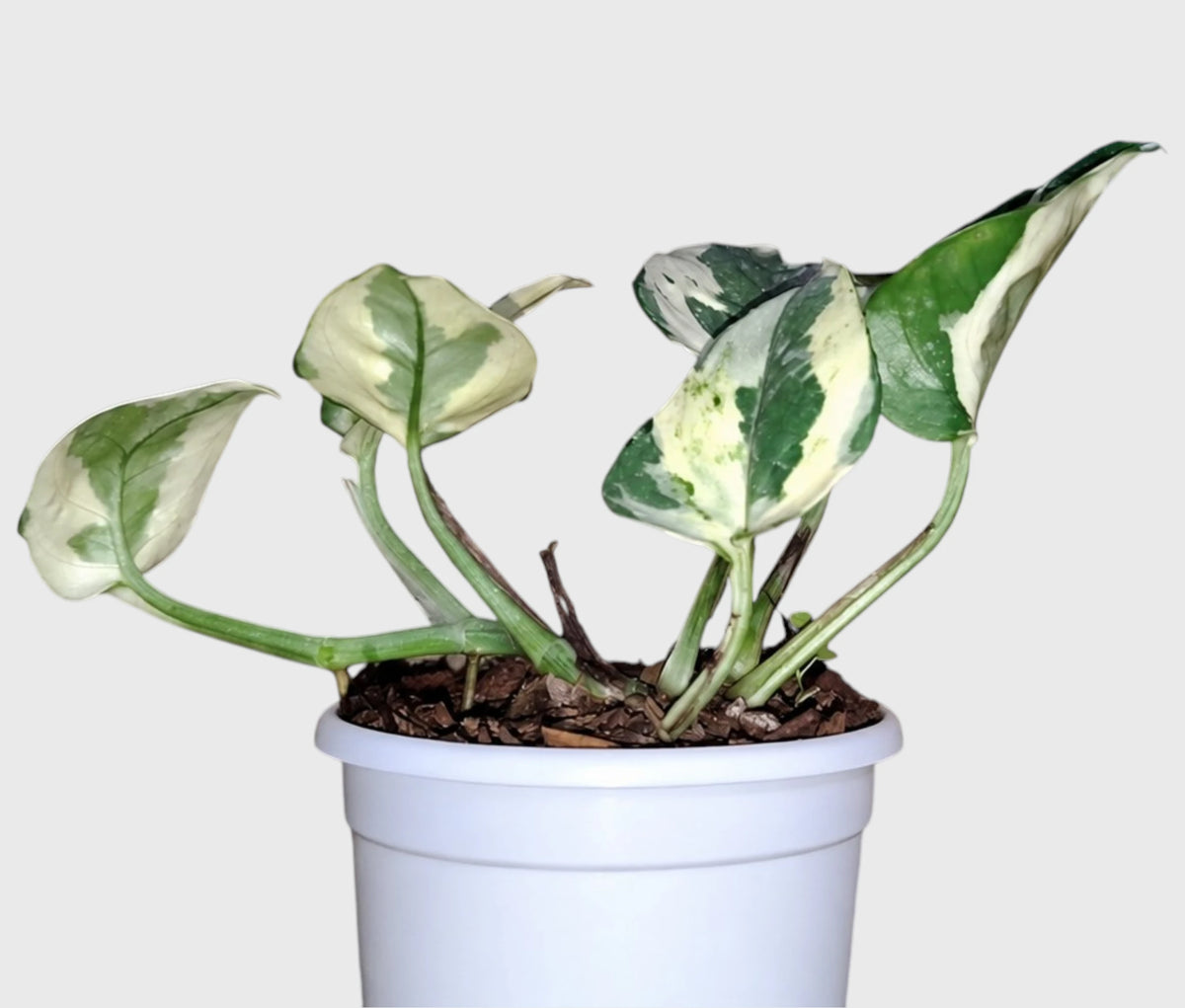 White Money Plant N'Joy Pothos – Variegated Vastu Houseplant