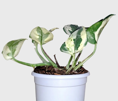 White Money Plant N'Joy Pothos – Variegated Vastu Houseplant