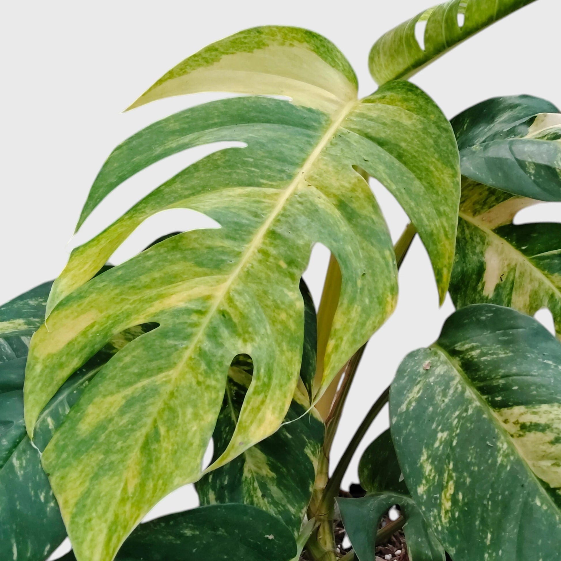 Rare Epipremnum Pinnatum Golden Flame (Cintho Goldfinger) | Big Size Well Rooted Mature Plant