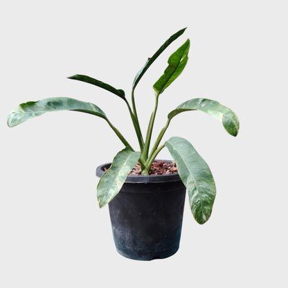 Epipremnum Giganteum Variegated | Rare Giant Variegated Aroid Plant (30–38 CM) | With Pot