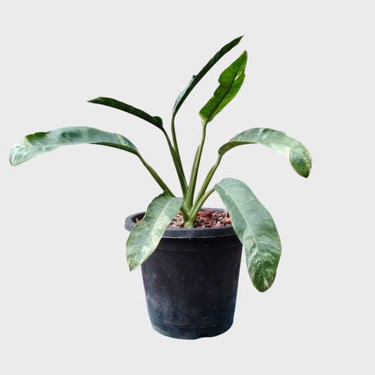 Epipremnum Giganteum Variegated | Rare Giant Variegated Aroid Plant (30–38 CM) | With Pot