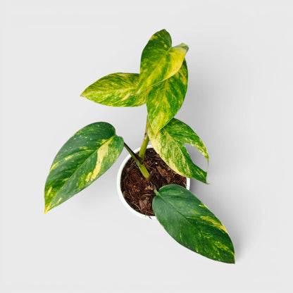 Rare Epipremnum Pinnatum Golden Flame (Cintho Goldfinger) | Medium Size Well Rooted Mature Indoor Plant