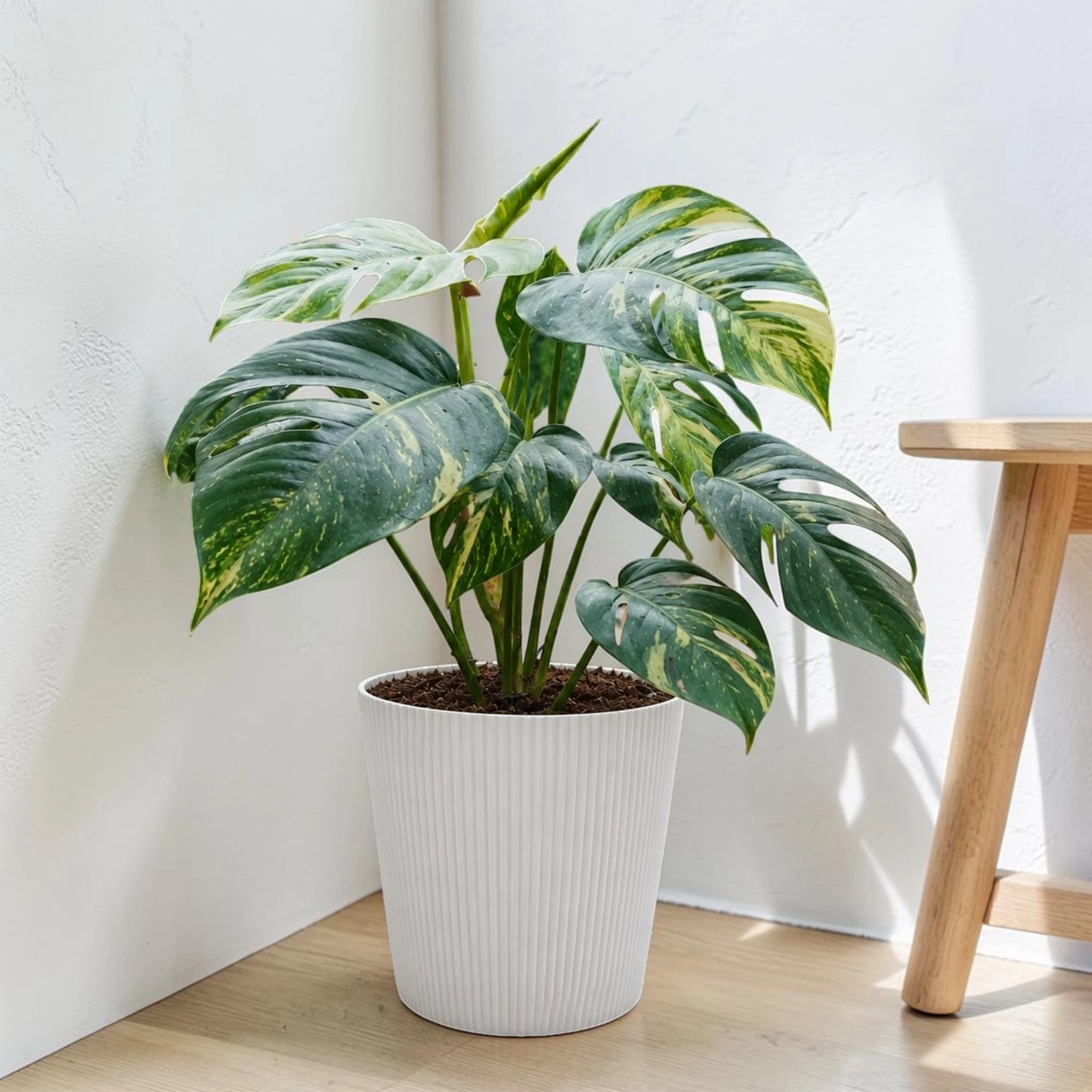 Rare Epipremnum Pinnatum Golden Flame (Cintho Goldfinger) | Big Size Well Rooted Mature Plant