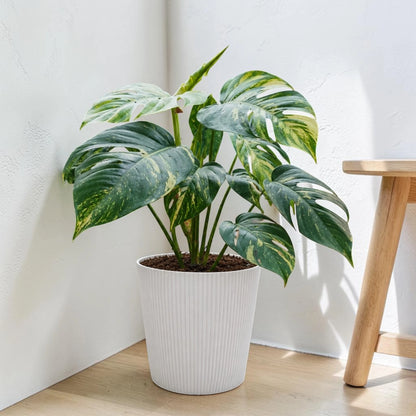 Rare Epipremnum Pinnatum Golden Flame (Cintho Goldfinger) | Big Size Well Rooted Mature Plant