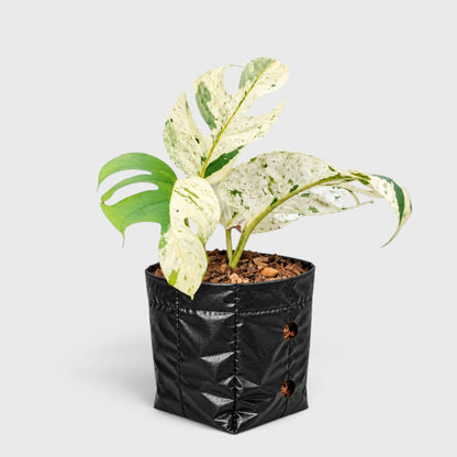 Epipremnum Pinnatum 'Marble Variegata' – Rare Marble Variegated Money Plant