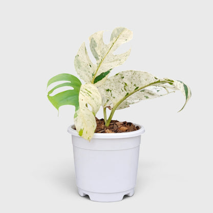 Epipremnum Pinnatum 'Marble Variegata' – Rare Marble Variegated Money Plant