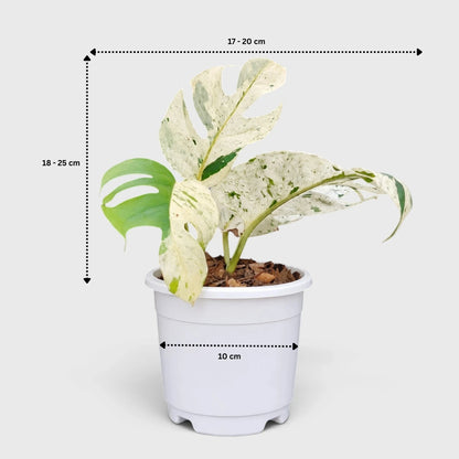 Epipremnum Pinnatum 'Marble Variegata' – Rare Marble Variegated Money Plant