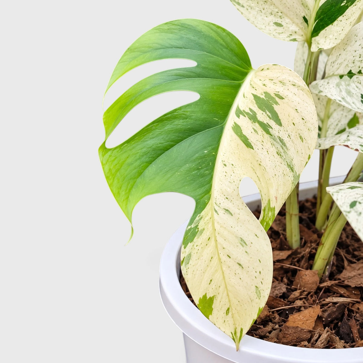 Epipremnum Pinnatum 'Marble Variegata' – Rare Marble Variegated Money Plant