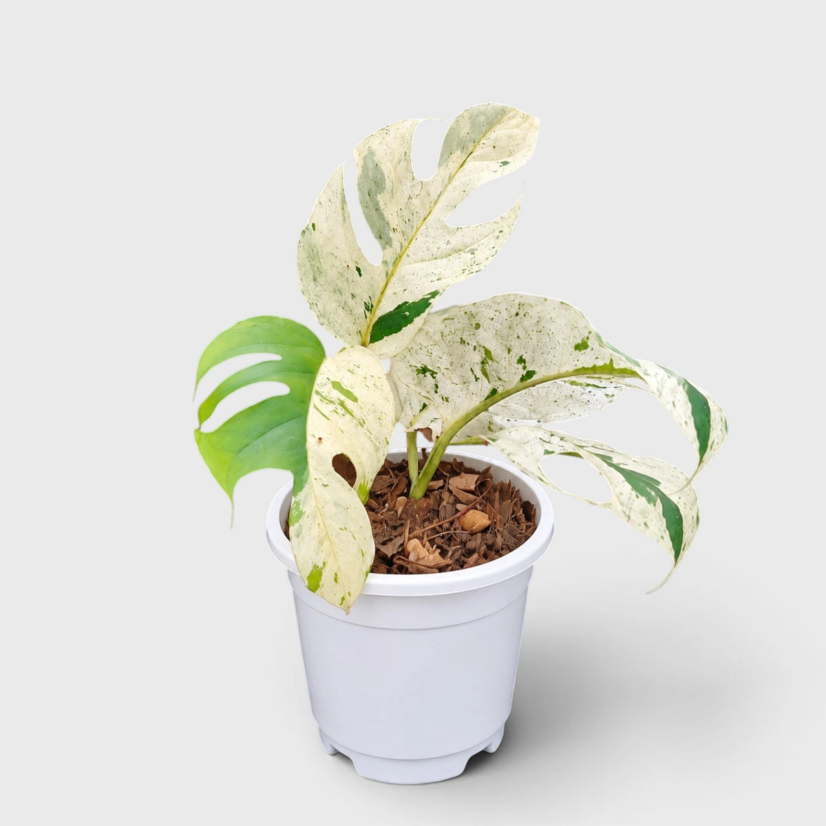 Epipremnum Pinnatum 'Marble Variegata' – Rare Marble Variegated Money Plant