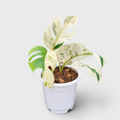 Epipremnum Pinnatum 'Marble Variegata' – Rare Marble Variegated Money Plant