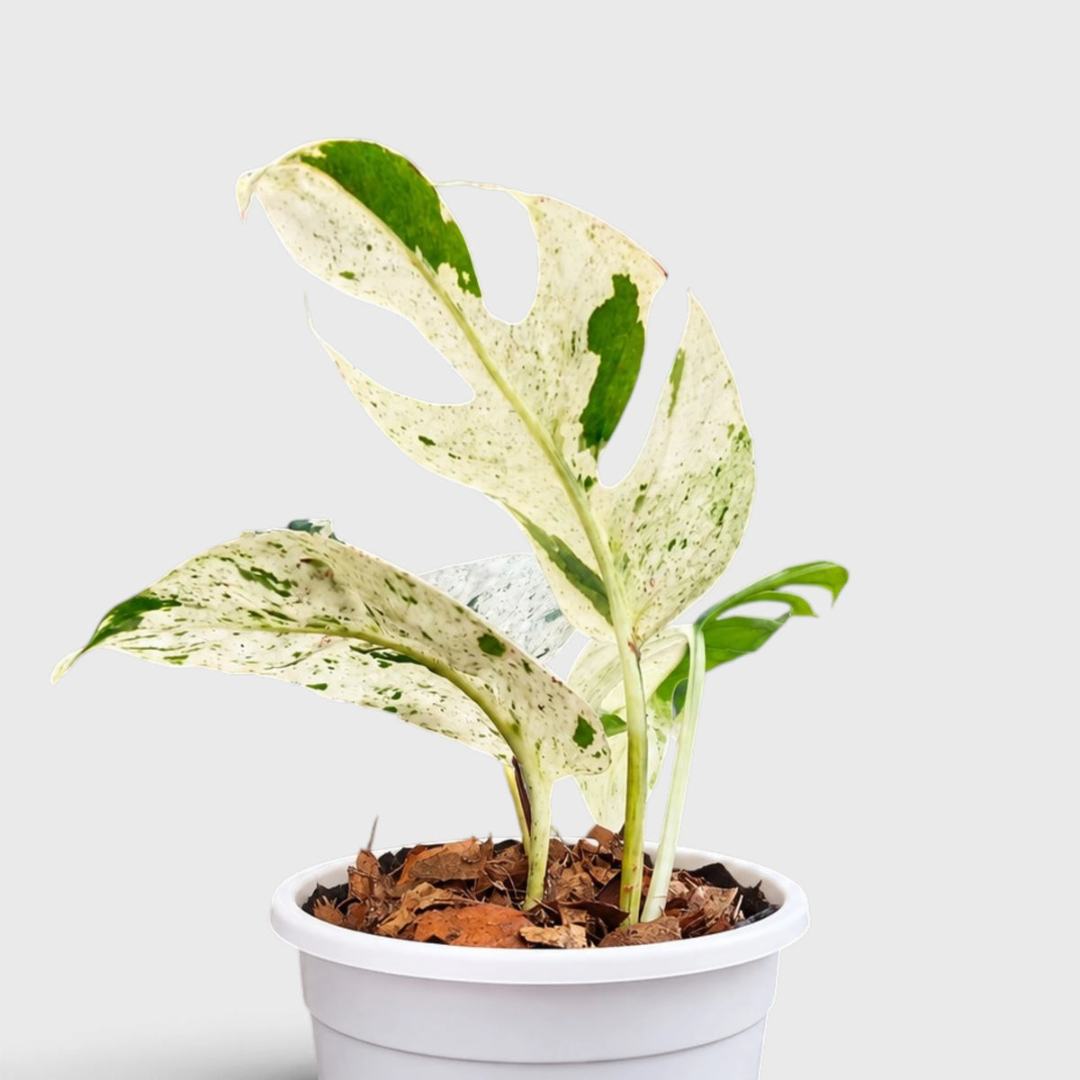 Epipremnum Pinnatum 'Marble Variegata' – Rare Marble Variegated Money Plant