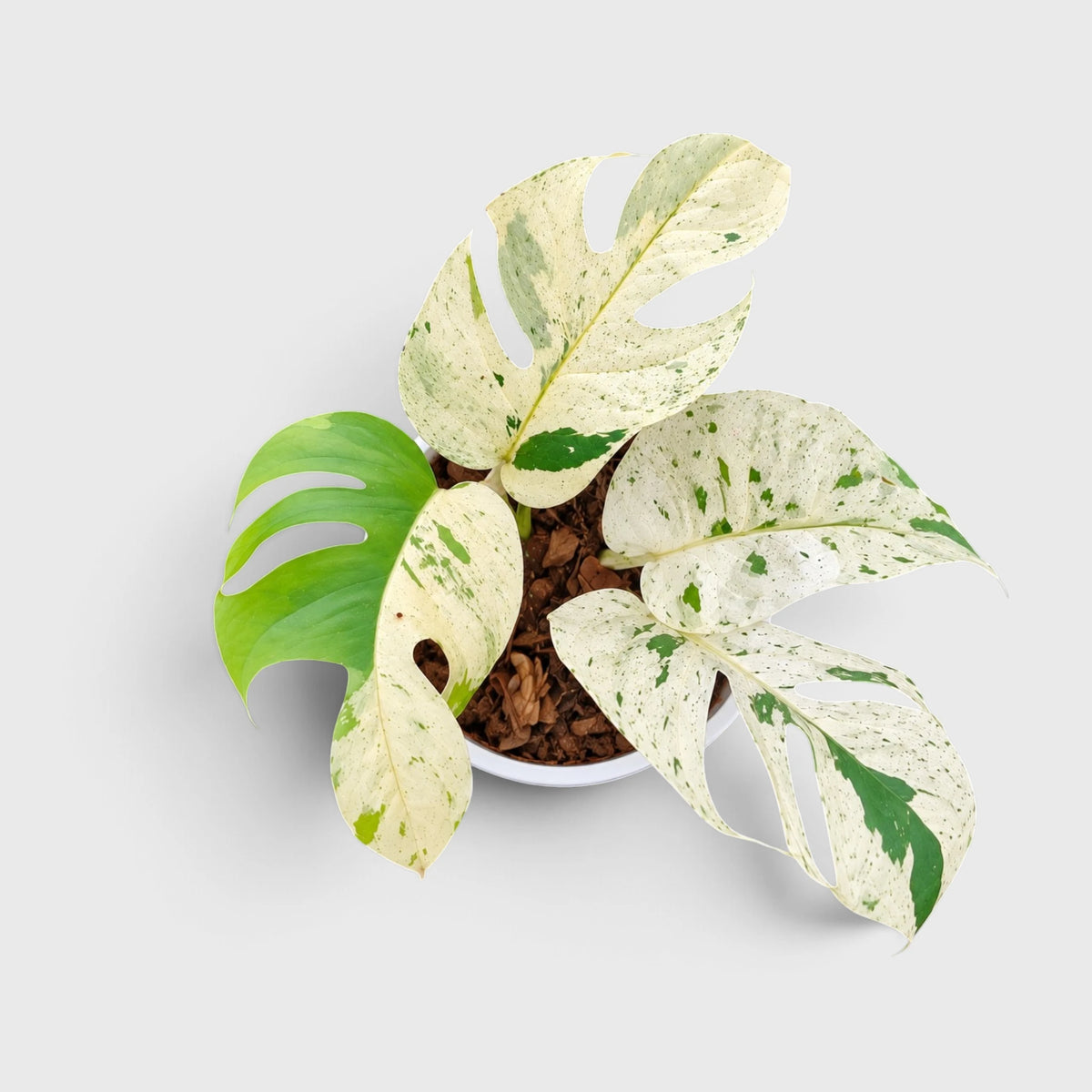 Epipremnum Pinnatum 'Marble Variegata' – Rare Marble Variegated Money Plant
