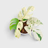 Epipremnum Pinnatum 'Marble Variegata' – Rare Marble Variegated Money Plant