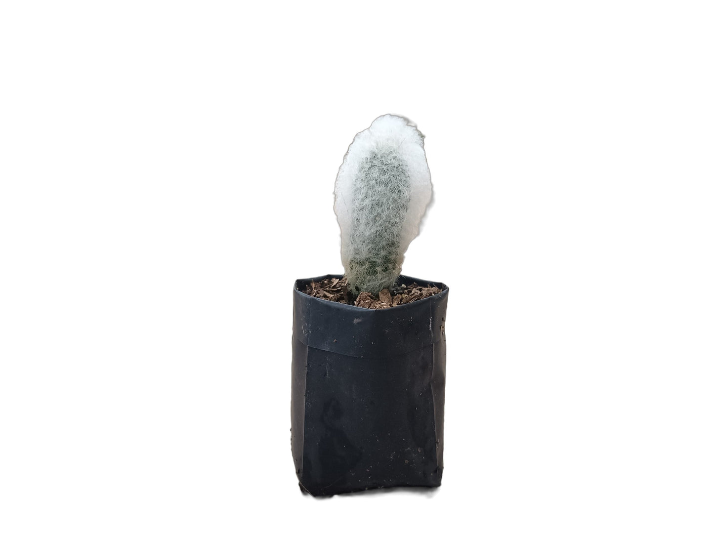Espostoa Melanostele: Embrace Timeless Elegance with the Old Man Cactus - My Store