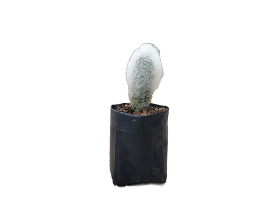 Espostoa Melanostele: Embrace Timeless Elegance with the Old Man Cactus - My Store