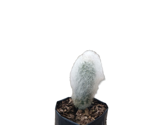 Espostoa Melanostele: Embrace Timeless Elegance with the Old Man Cactus - My Store