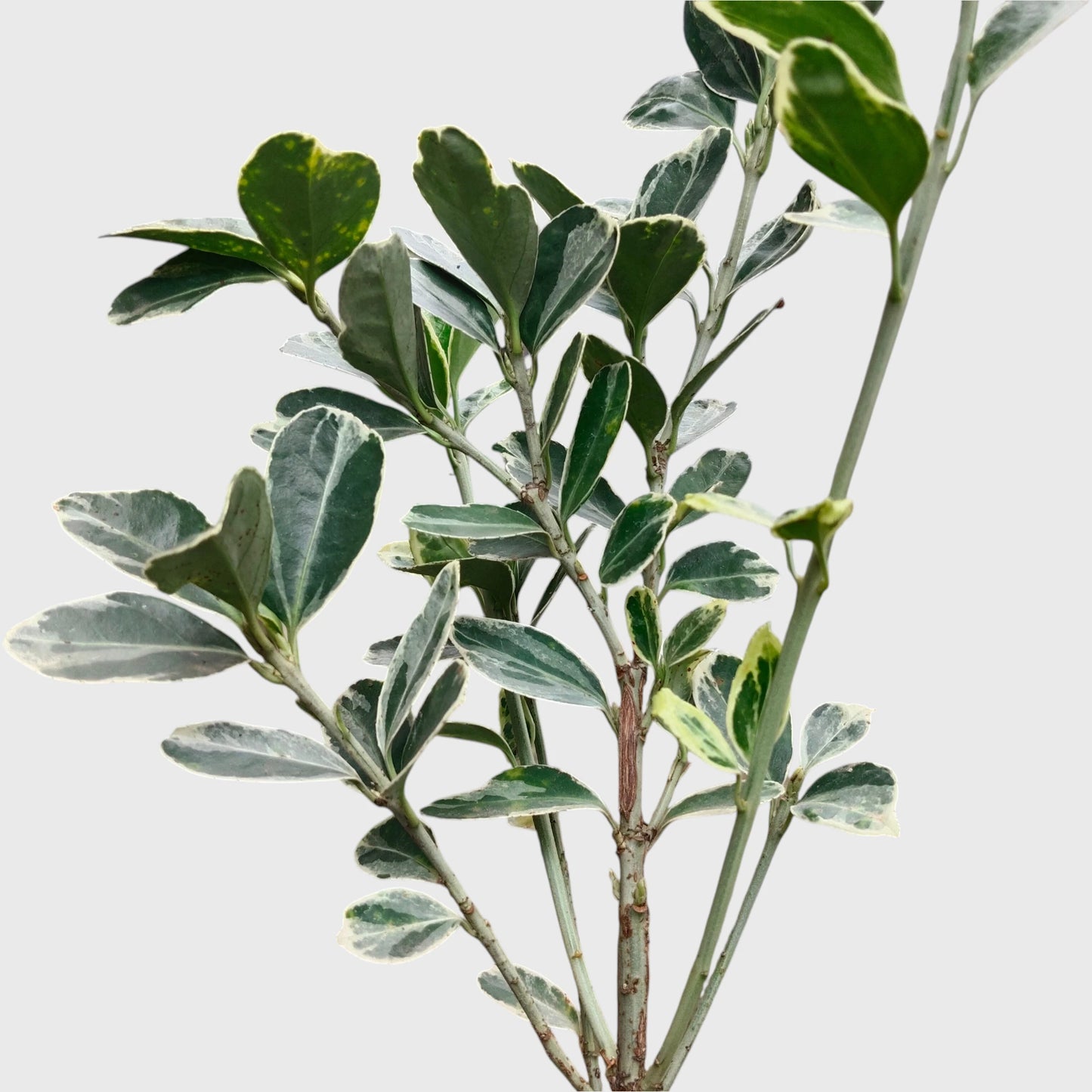 Euonymus Japonicus White Spire – Variegated Evergreen Ornamental Shrub | Upright Landscape Plant | With Pot