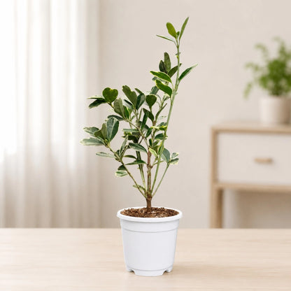 Euonymus Japonicus White Spire – Variegated Evergreen Ornamental Shrub | Upright Landscape Plant | With Pot