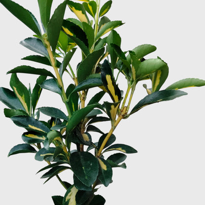 Golden Euonymus Ovatus Aureus Japanese Spindle – Golden Variegated Ornamental Shrub | Evergreen Hedge & Landscape Plant | With Pot