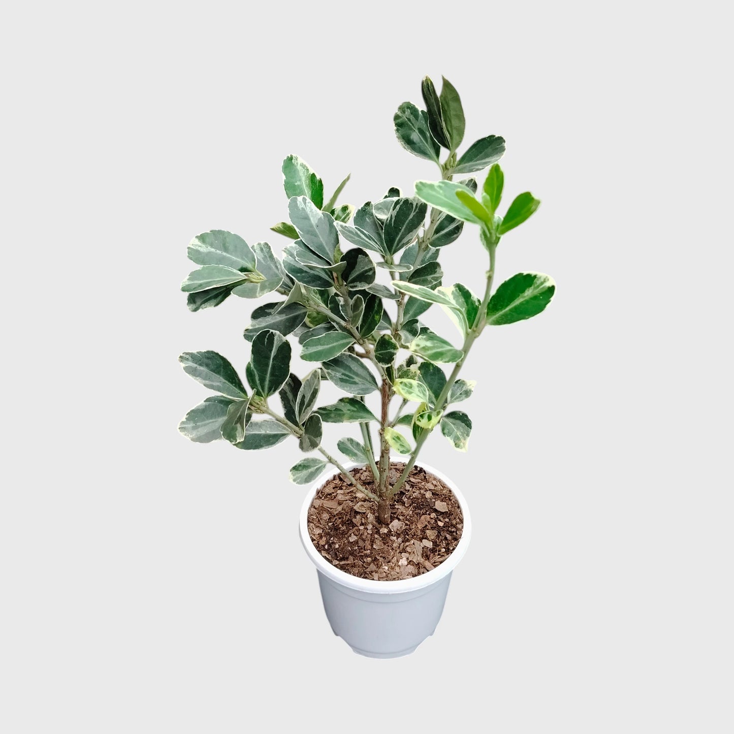 Euonymus Japonicus White Spire – Variegated Evergreen Ornamental Shrub | Upright Landscape Plant | With Pot