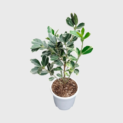 Euonymus Japonicus White Spire – Variegated Evergreen Ornamental Shrub | Upright Landscape Plant | With Pot