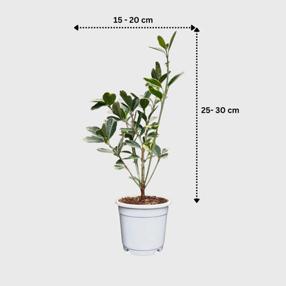 Euonymus Japonicus White Spire – Variegated Evergreen Ornamental Shrub | Upright Landscape Plant | With Pot