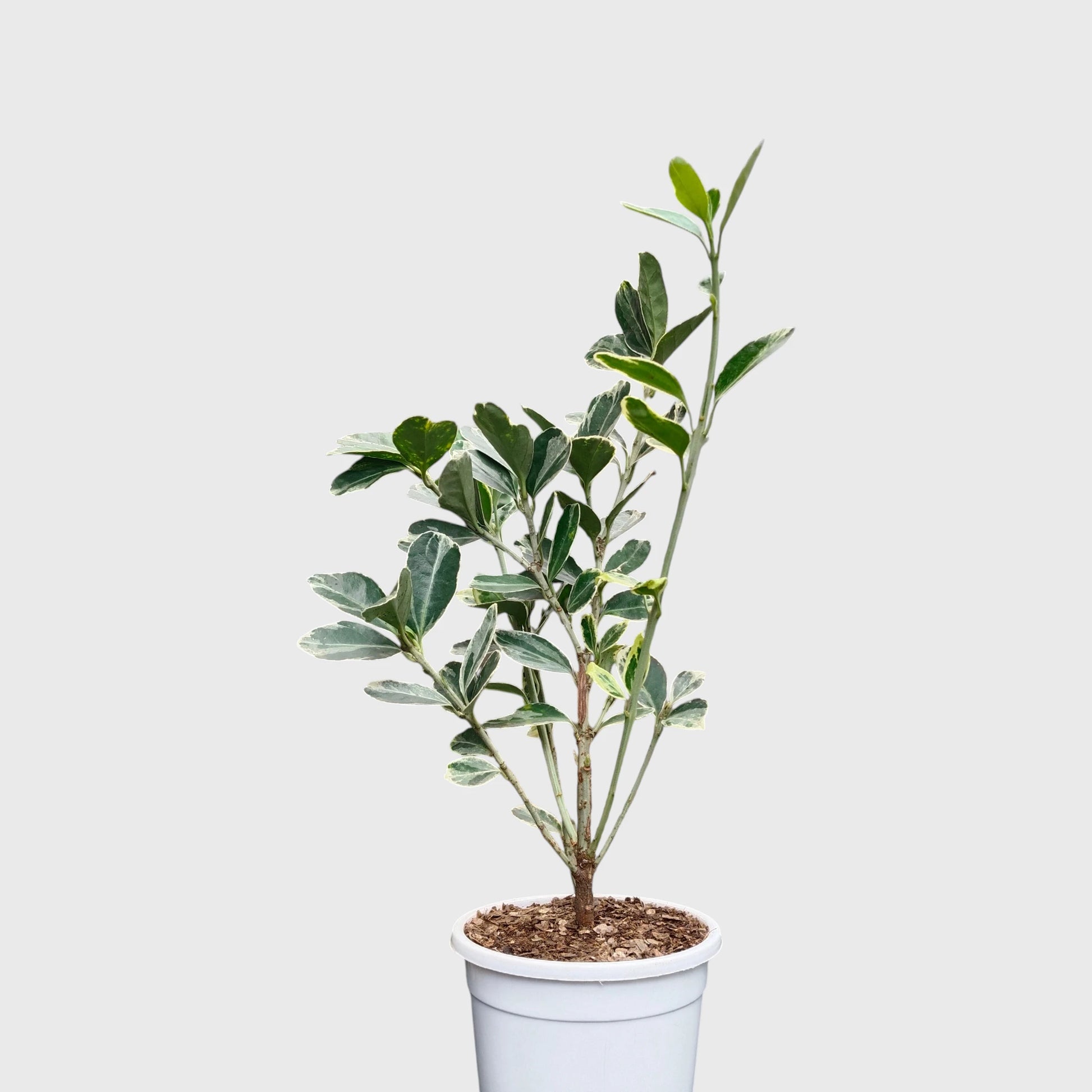 Euonymus Japonicus White Spire – Variegated Evergreen Ornamental Shrub | Upright Landscape Plant | With Pot