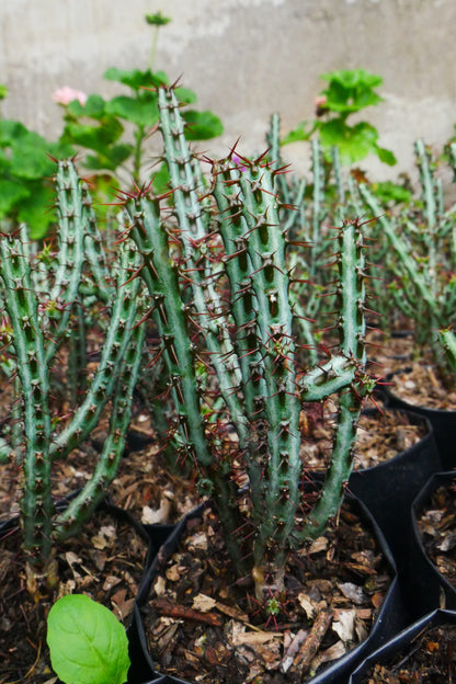 Euphorbia Aeruginosa Schweik The Celestial Succulent - Exclusive at Frek! - My Store