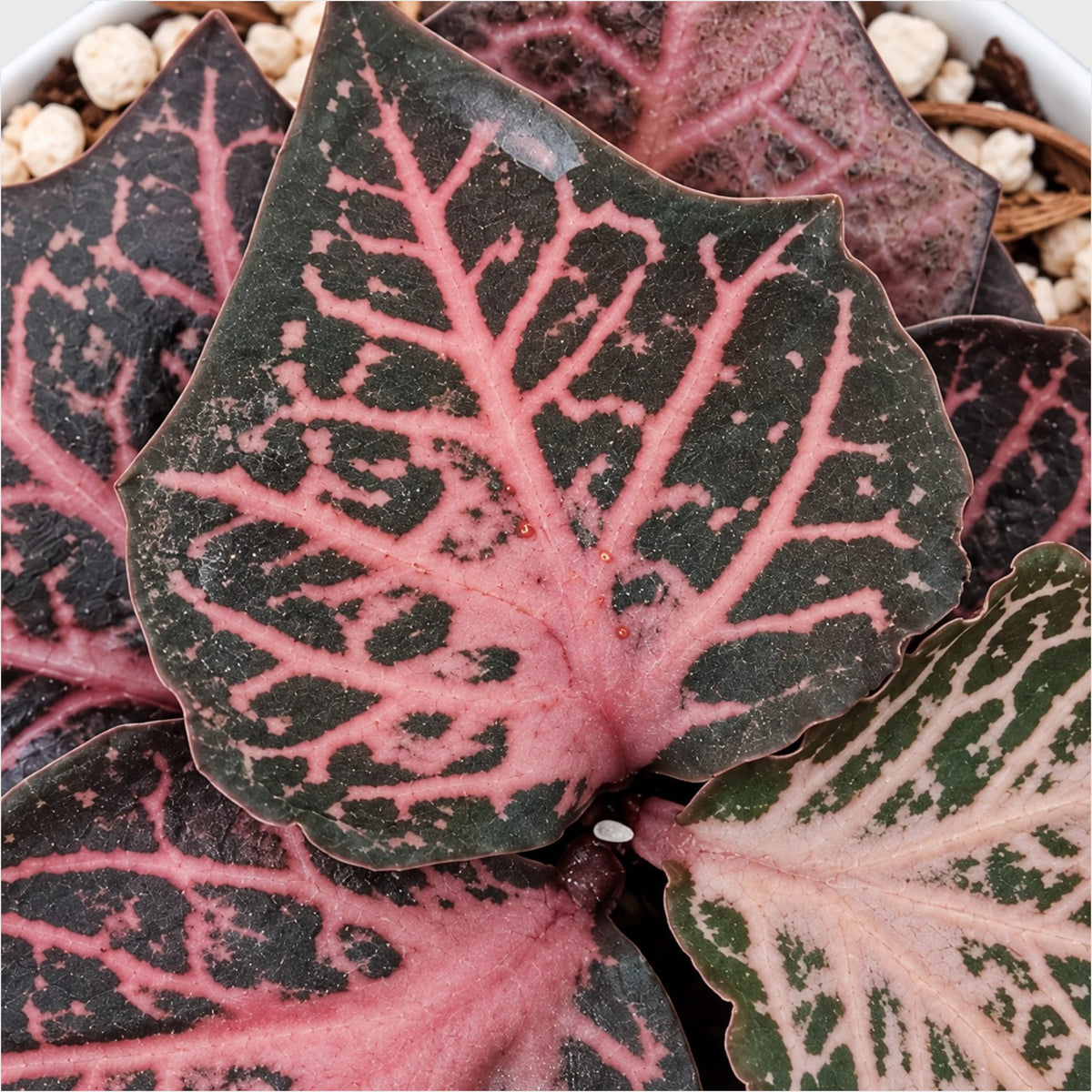 Euphorbia francoisii SR3 – Rare Imported Hybrid Collector Plant