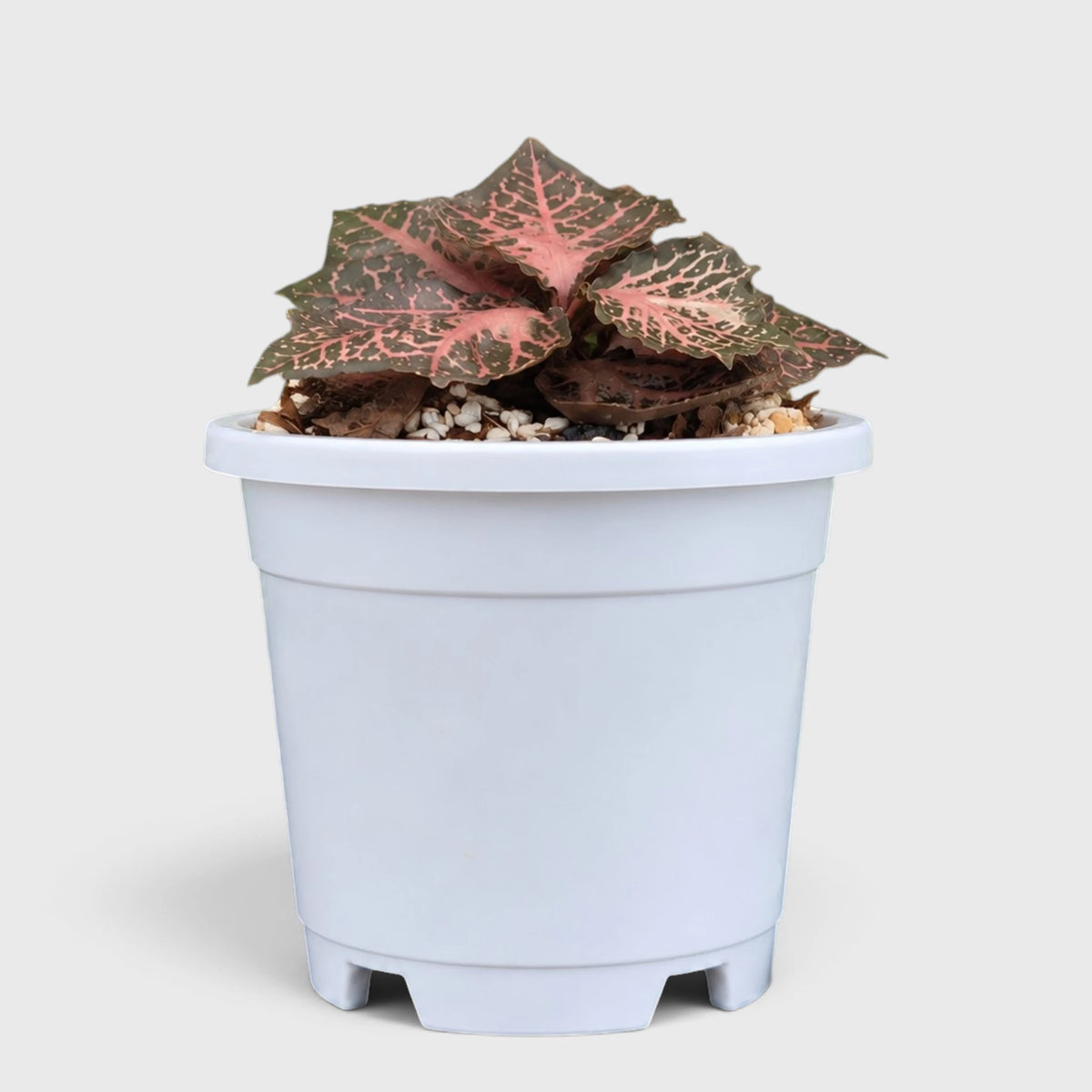 Euphorbia francoisii SR3 – Rare Imported Hybrid Collector Plant