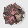 Euphorbia francoisii SR3 – Rare Imported Hybrid Collector Plant