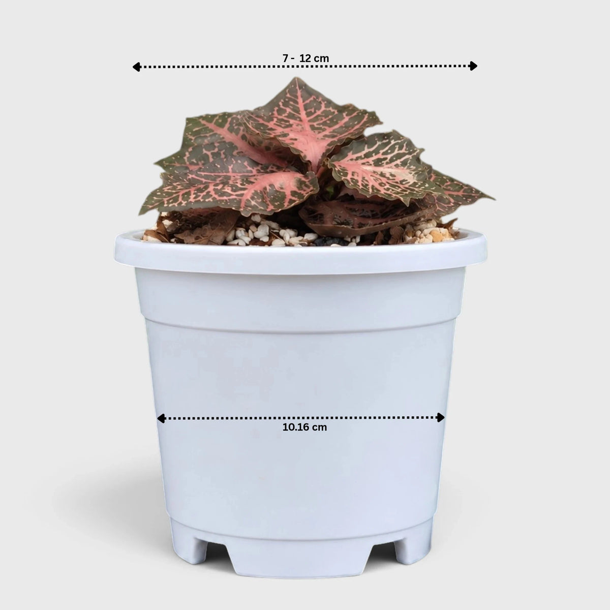 Euphorbia francoisii SR3 – Rare Imported Hybrid Collector Plant