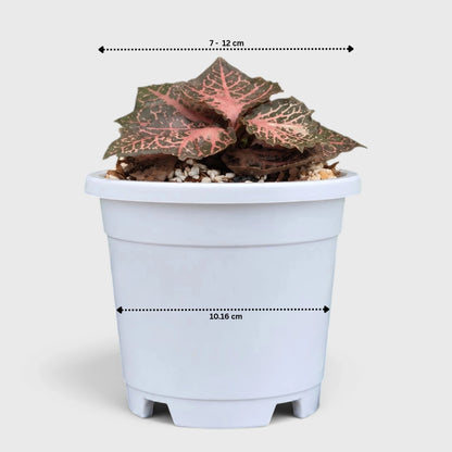 Euphorbia francoisii SR3 – Rare Imported Hybrid Collector Plant