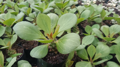 Euphorbia Monadenium Succulent - African Milk Barrel - My Store