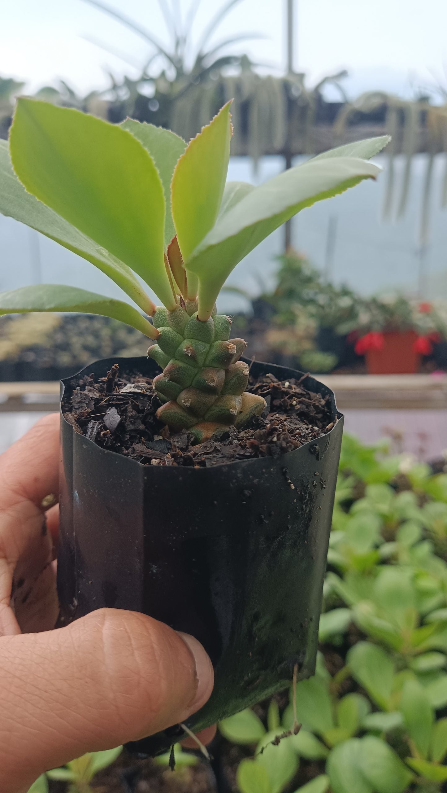 Euphorbia Monadenium Succulent - African Milk Barrel - My Store