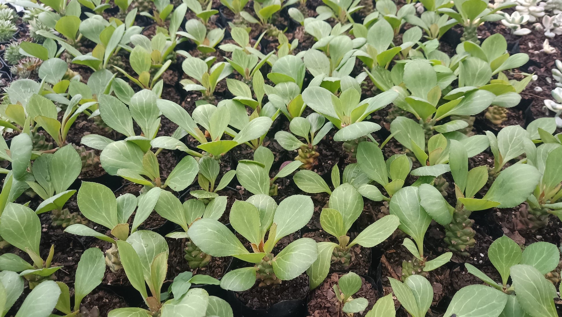 Euphorbia Monadenium Succulent - African Milk Barrel - My Store