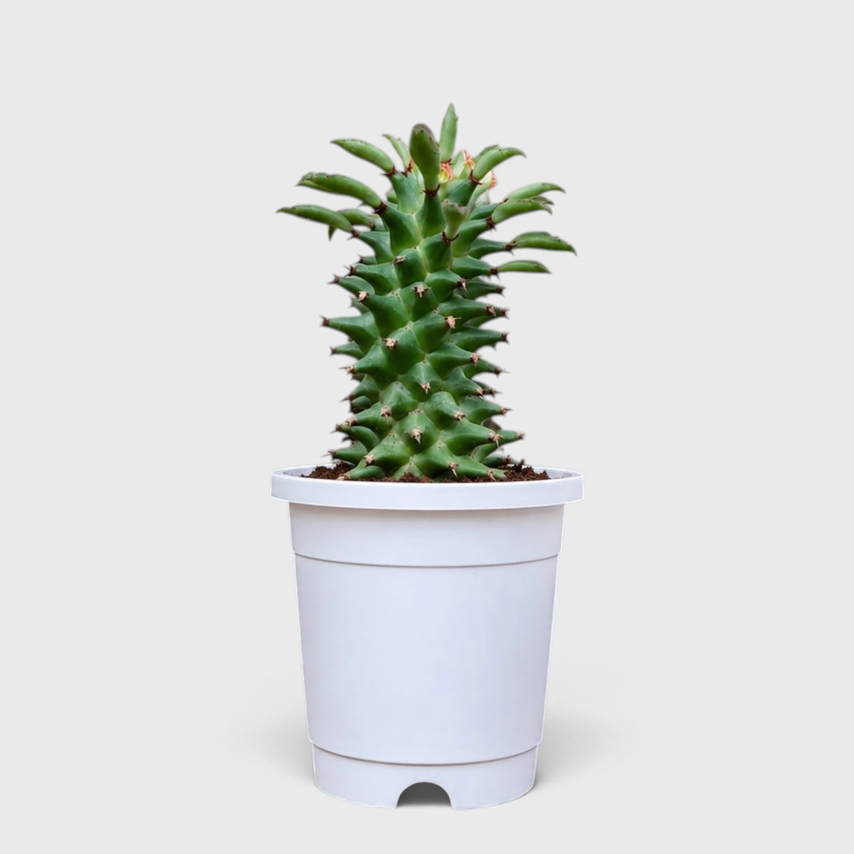Euphorbia schubei 'Tanzania Red' – Succulent Collector Plant