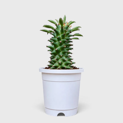 Euphorbia schubei 'Tanzania Red' – Succulent Collector Plant