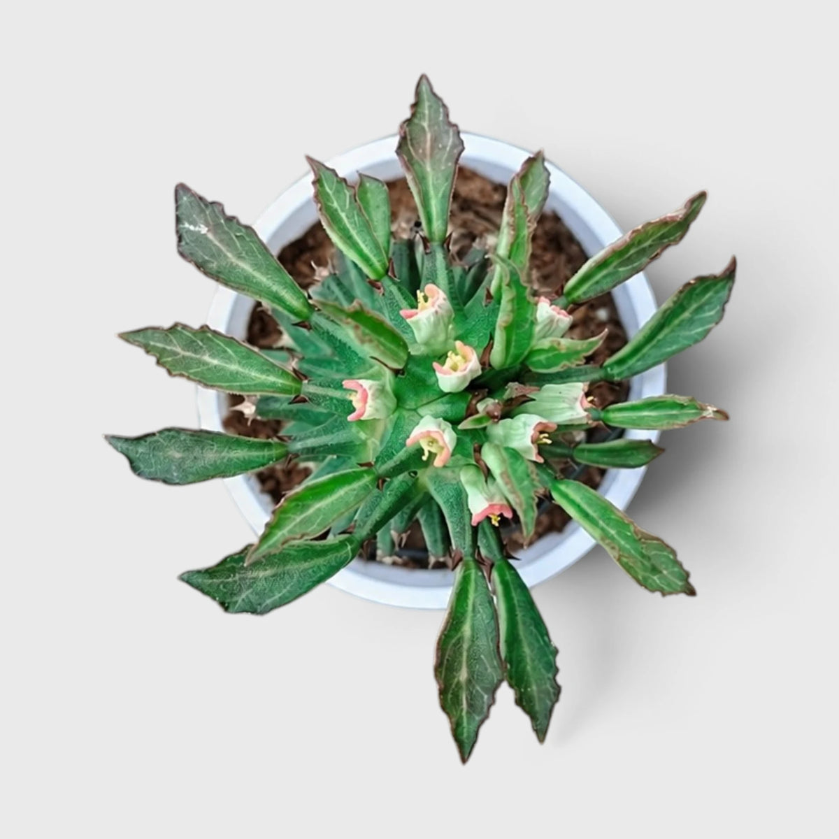 Euphorbia schubei 'Tanzania Red' – Succulent Collector Plant