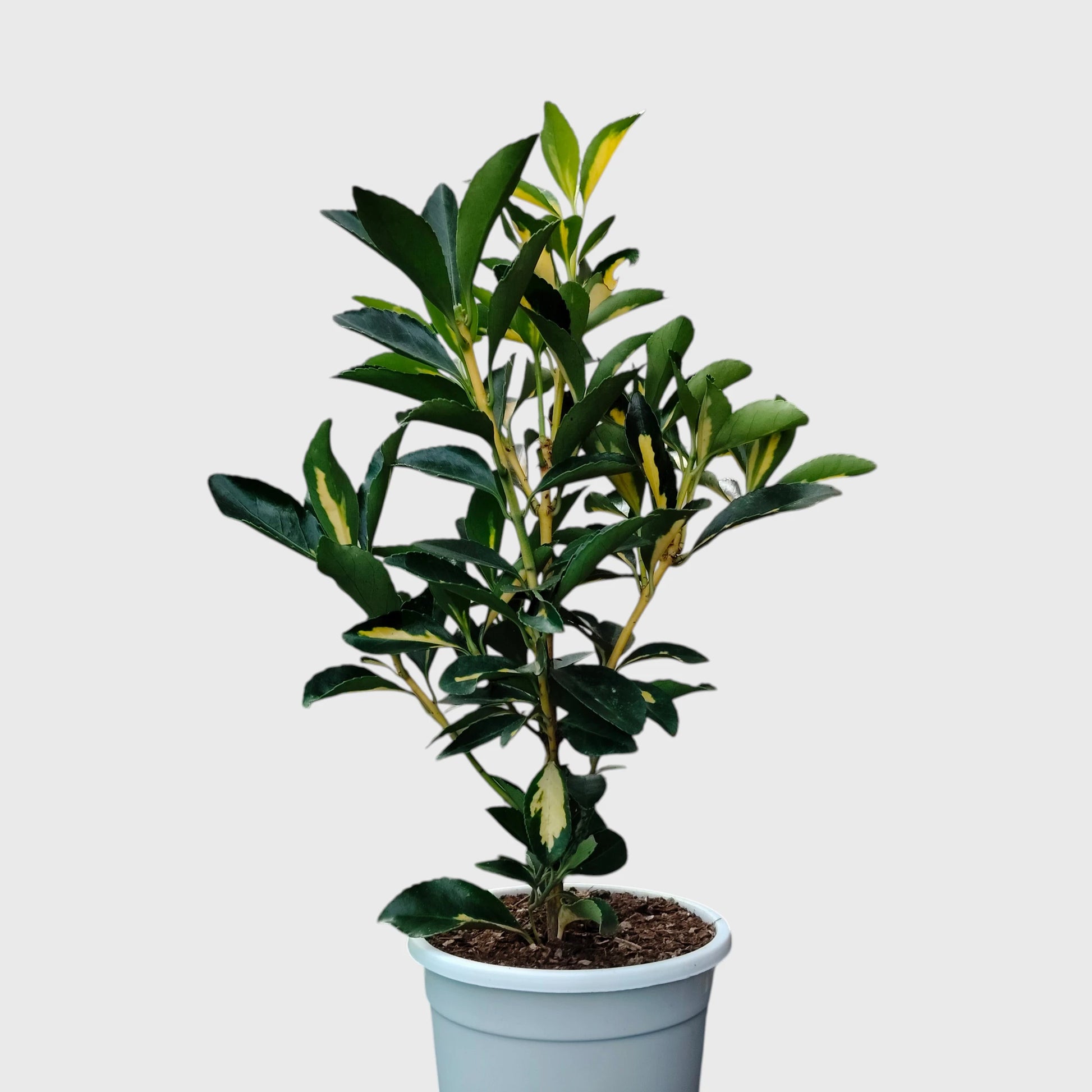 Golden Euonymus Ovatus Aureus Japanese Spindle – Golden Variegated Ornamental Shrub | Evergreen Hedge & Landscape Plant | With Pot